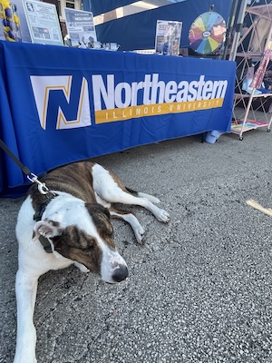A photo of Pawficer Romeo, the Berwyn Police Department's therapy dog, laying down in front the Northeastern Illinois University booth on Aug. 16, 2025.