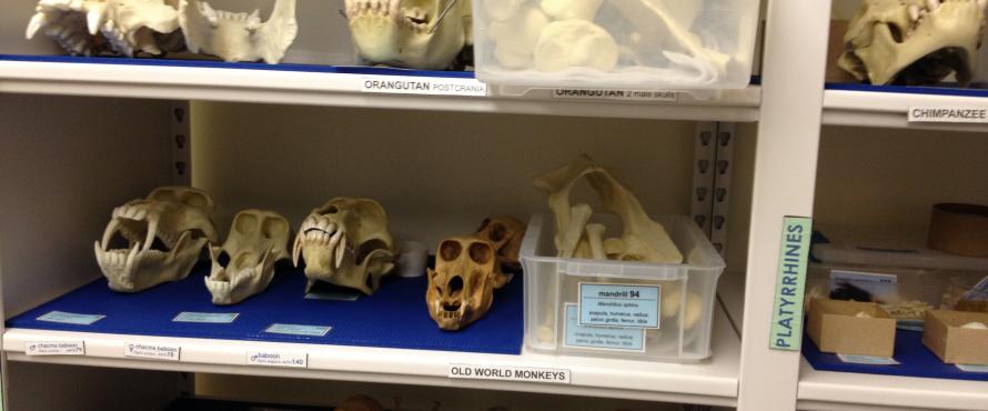 The Collections Room houses various specimens for scientific study. 