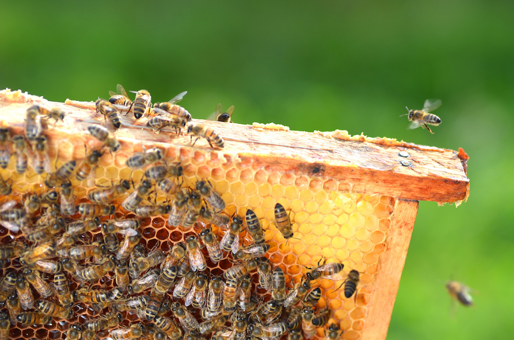 A stock photo of honeybees and honeycomb