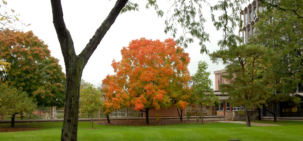 A maple tree in autumn with orange and green leaves stands to the south of the Sachs Building