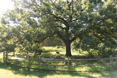 The University's solitary oak surrounded by wood fencing