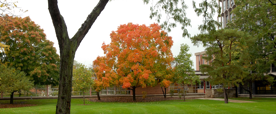 A maple tree in autumn colors of orange and yellow