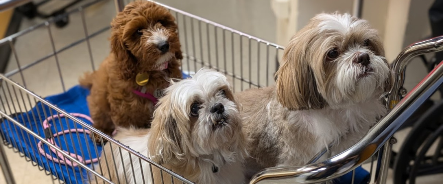 Therapy Dogs sitting in a cart